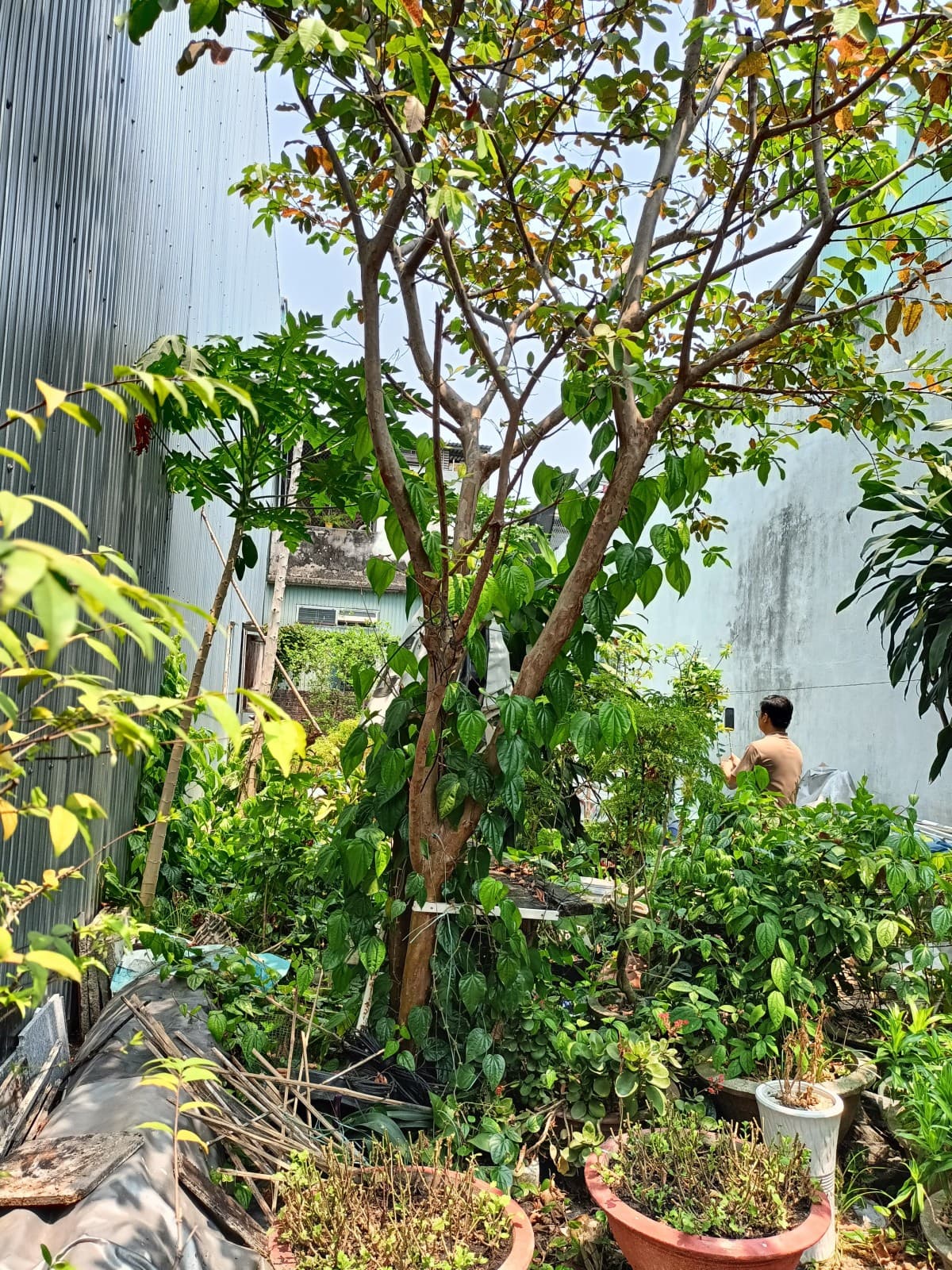 Đất 100m² mặt tiền 5m Bùi Vịnh, Cẩm Lệ — tiềm năng kinh doanh, mặt tiền đường lớn